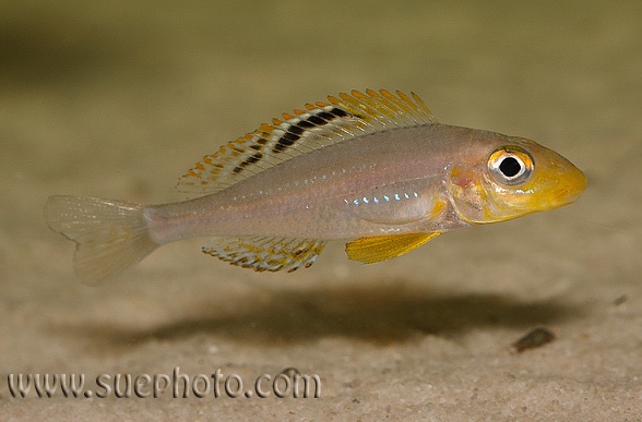 Xenotilapia sp. 'papilio sunflower' Isanga Bay
